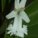 Oxera neriifolia Kukka