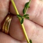 Adenocarpus telonensis 葉