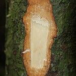 Ecclinusa guianensis 其他