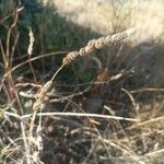 Phalaris aquatica Fruit