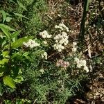 Pycnanthemum tenuifolium 花