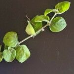 Barleria submollis Лист