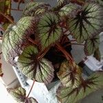 Begonia rex Leaf