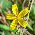 Lactuca viminea 花