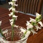 Spiranthes cernua Flower