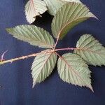 Rubus bertramii Övriga