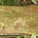 Virola michelii Corteza