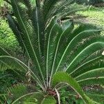 Dioon spinulosum List