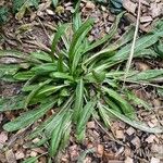 Isatis tinctoria Feuille