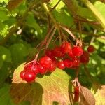 Viburnum trilobum फल