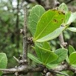 Commiphora madagascariensis Leaf