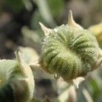 Abutilon pannosum Fruit