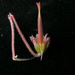 Geranium donianum Плід