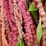 Amaranthus caudatus 花