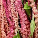 Amaranthus caudatus Flower