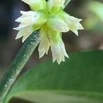 Sarcococca orientalis Flower