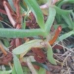 Carpobrotus glaucescens Leaf