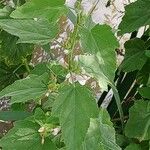 Althaea officinalis Folha