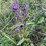 Gentianella lutescens Habitus