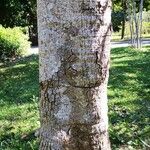 Oroxylum indicum Bark