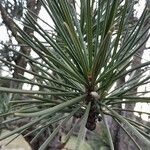 Sciadopitys verticillata Likasa