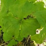 Trillium cernuum Leaf