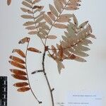 Sorbus himalaica Sonstige