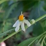 Solanum pseudocapsicum Blomst