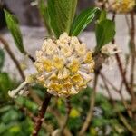 Edgeworthia chrysantha花