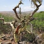 Commiphora schimperi Bark