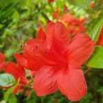 Rhododendron calendulaceum Blüte