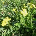 Erysimum rhaeticum Other