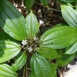 Miconia cooperi Leaf