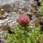 Rhodiola rhodantha Цветок