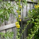 Verbascum virgatum Floare