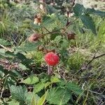 Rubus idaeusFruit