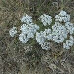 Achillea millefoliumЦвят