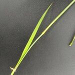 Eragrostis superba Leaf