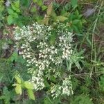 Eupatorium hyssopifolium 花