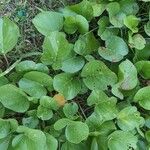 Ipomoea pes-caprae Leaf