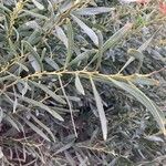 Acacia saligna 樹皮