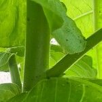 Nicotiana sylvestris Bark