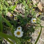 Melampodium leucanthum Habitat