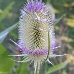 Dipsacus fullonumFloare