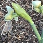 Narcissus tazetta Flor