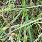 Cerastium fontanum Blad