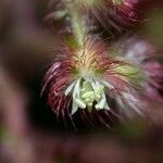 Miconia longicoma Fruct