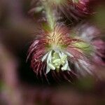 Leandra longicoma Fruit