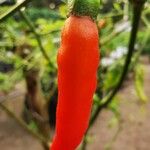 Capsicum baccatum Fruit