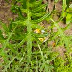 Cirsium discolor Hoja